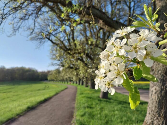 Streuobstblüte Foto: Hochstamm Deutschland e.V.